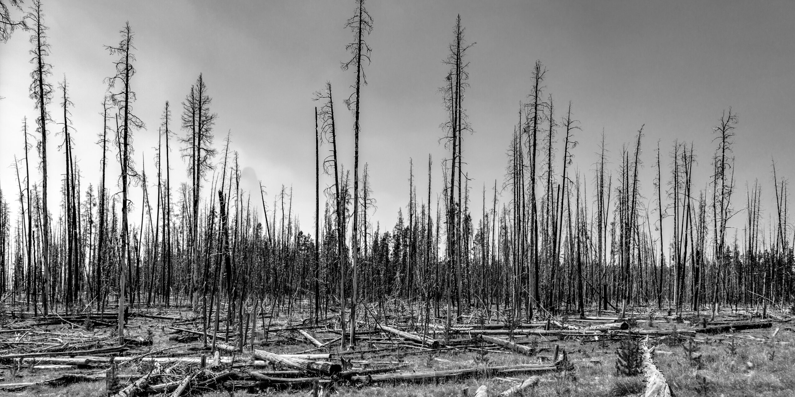 Devastated forest due to wildfire