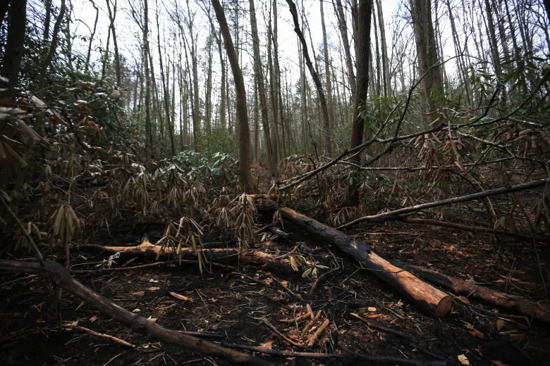 Image of fire damage in a woods, showing black earth and fallen, burnt timber