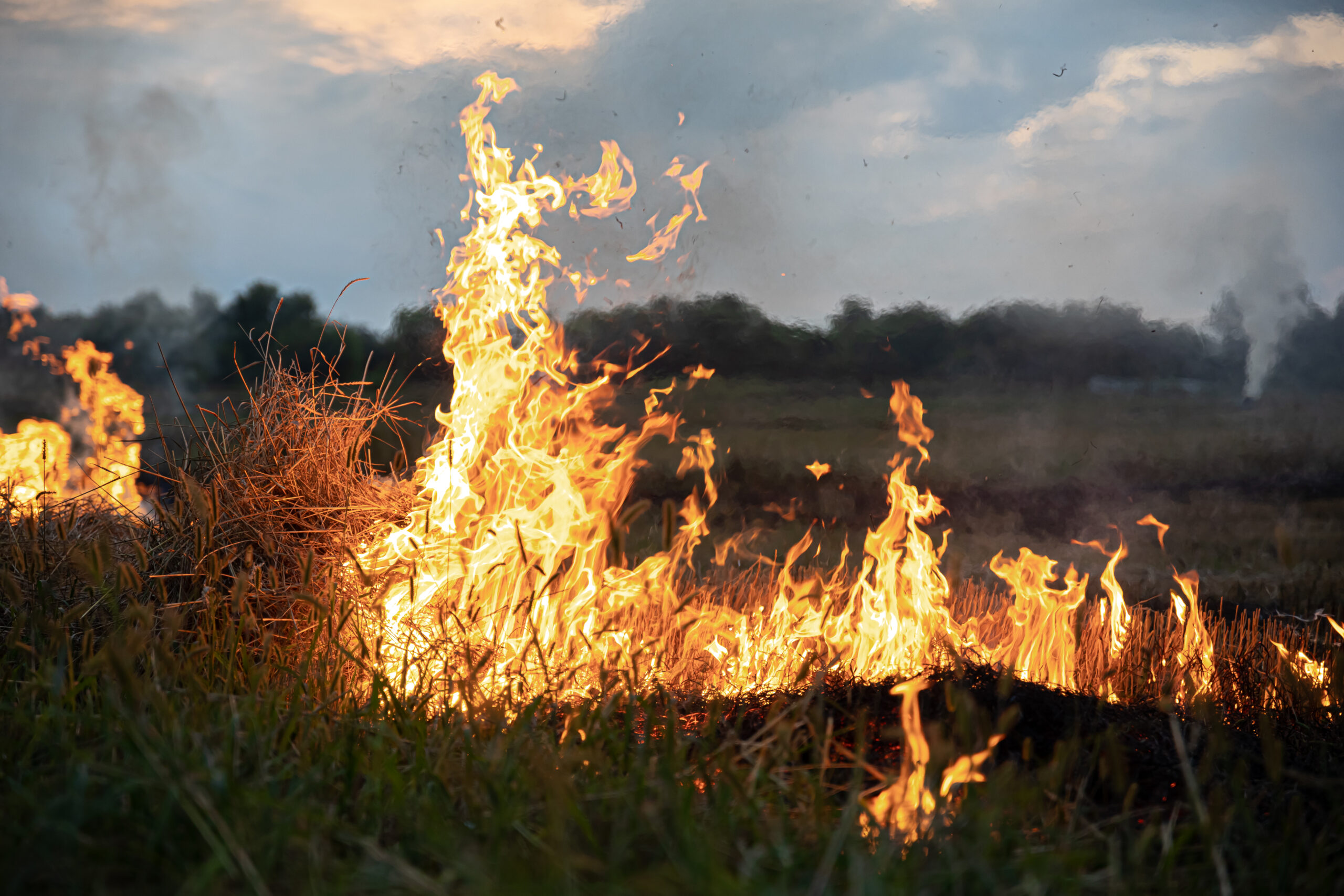 Close-up of intense, bright orange and yellow flames spreading through dry stubble and green grass in an agricultural field or marsh under a smoky sky