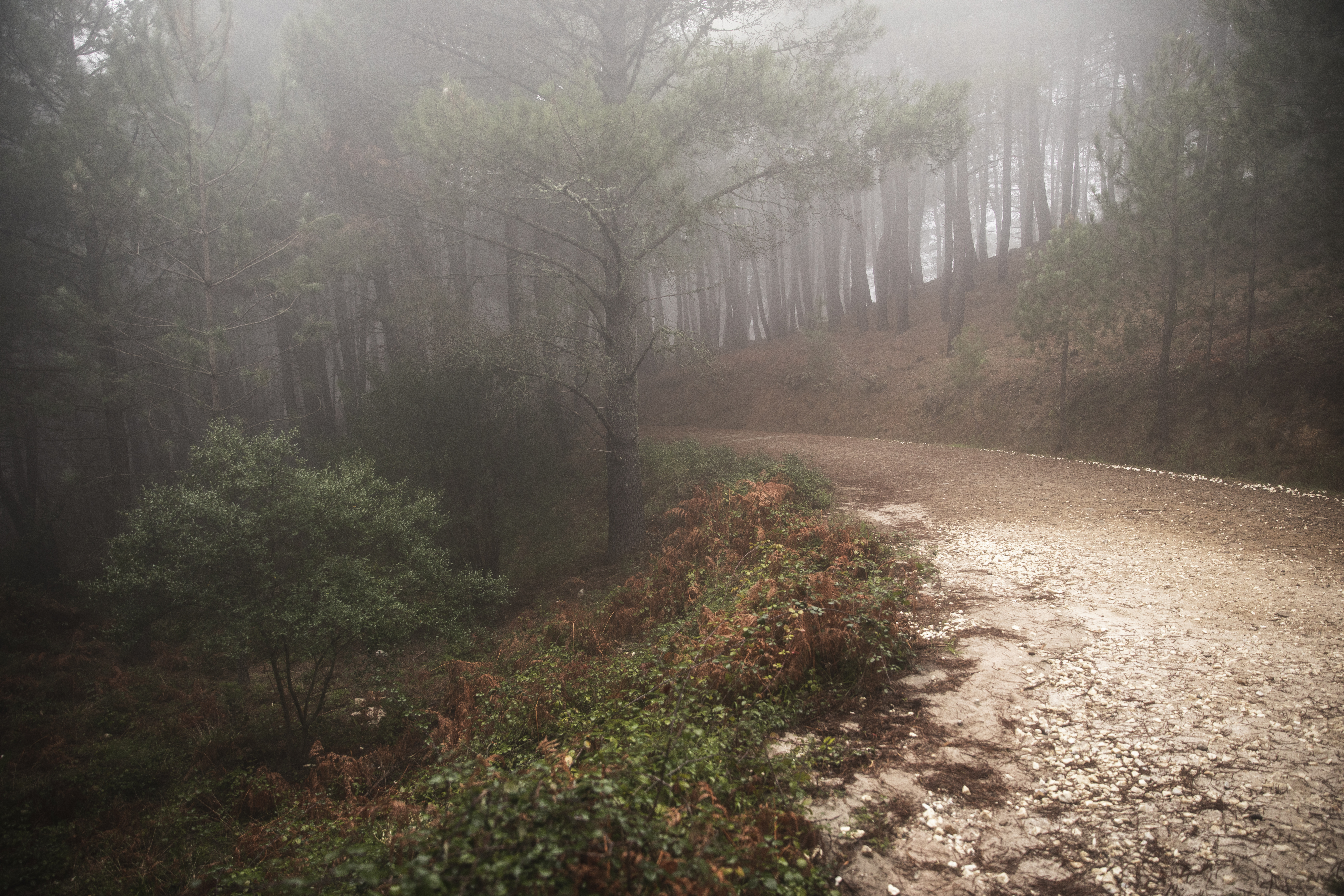 A gravel road winding through a dense, dark pine forest on a foggy or misty day, creating a mysterious atmosphere