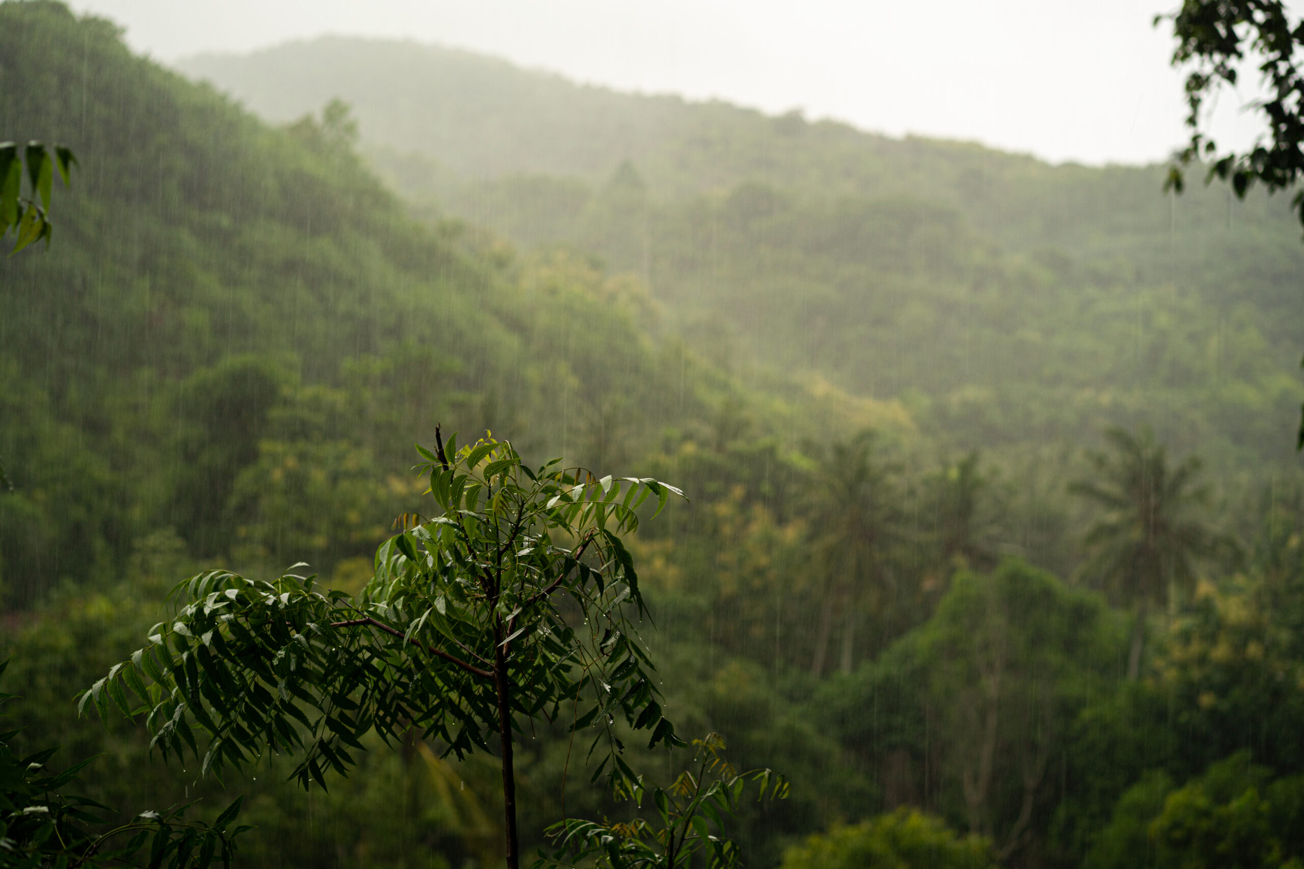 Heavy, refreshing rain falling over a lush, green tropical hillside or jungle forest