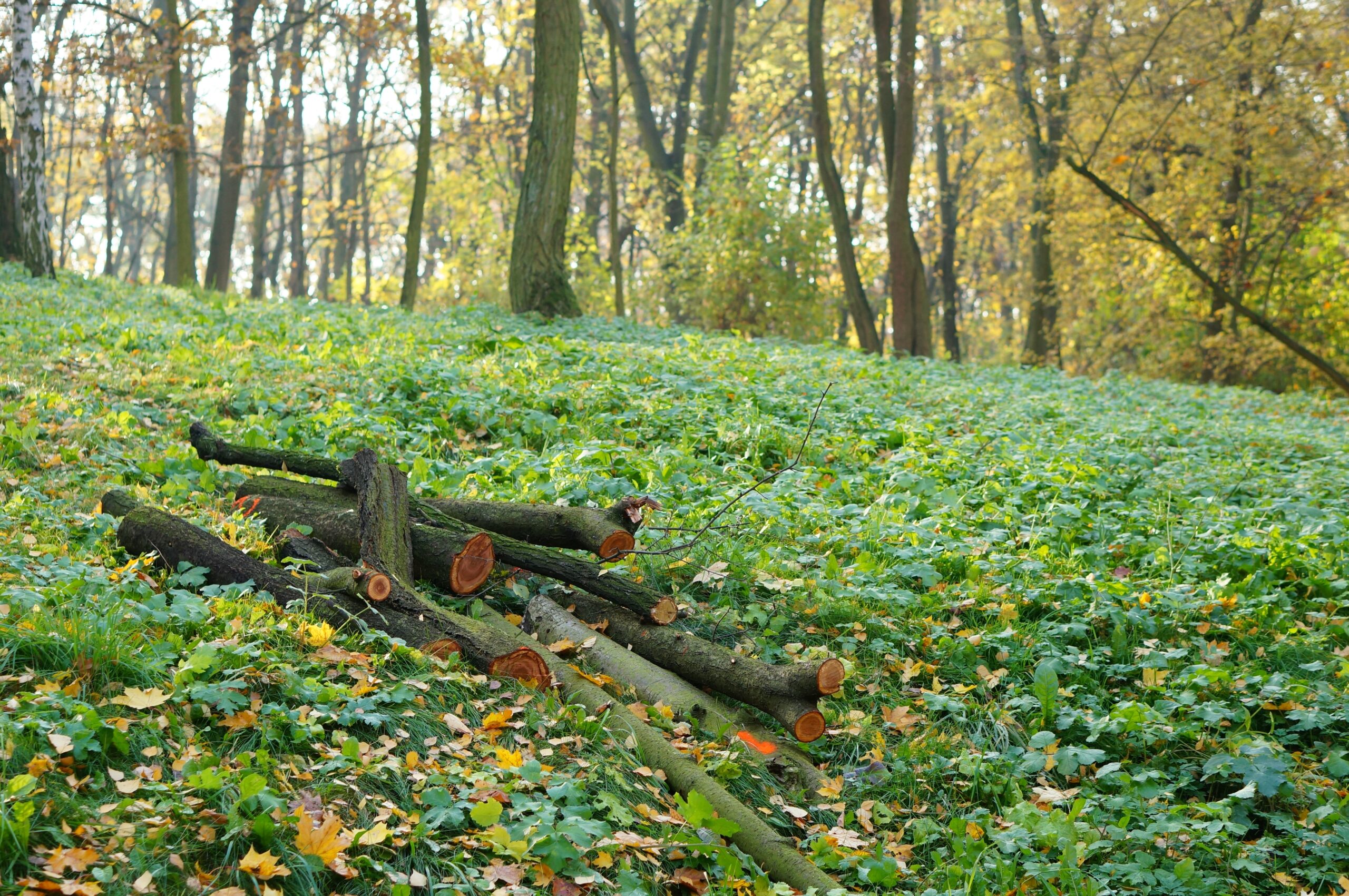 Freshly cut logs stacked on a steep, grassy hillside covered in clover and fallen autumn leaves within a sunny, deciduous forest
