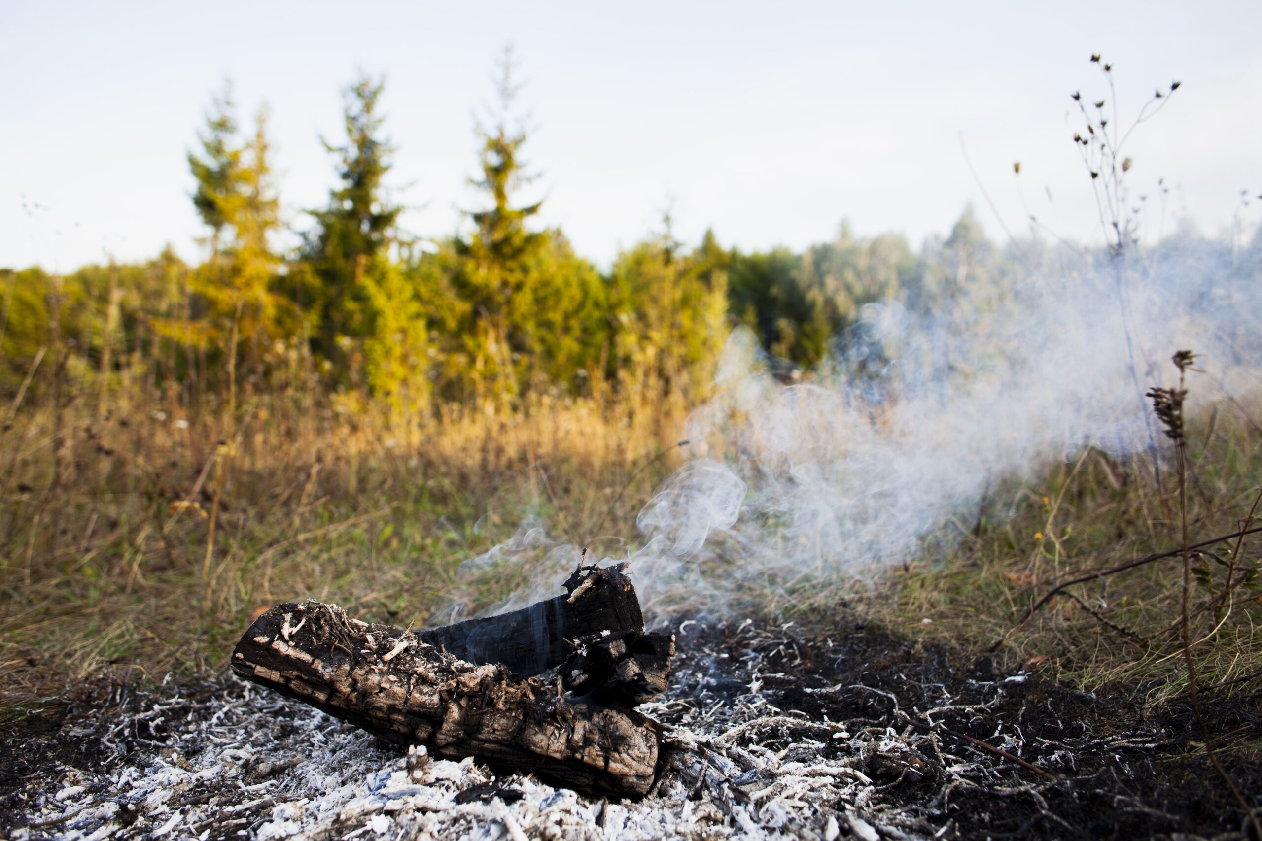 Smoldering campfire remains in grassy field with smoke rising near forest, representing wildfire risk, fire safety, outdoor burning, and environmental hazard prevention