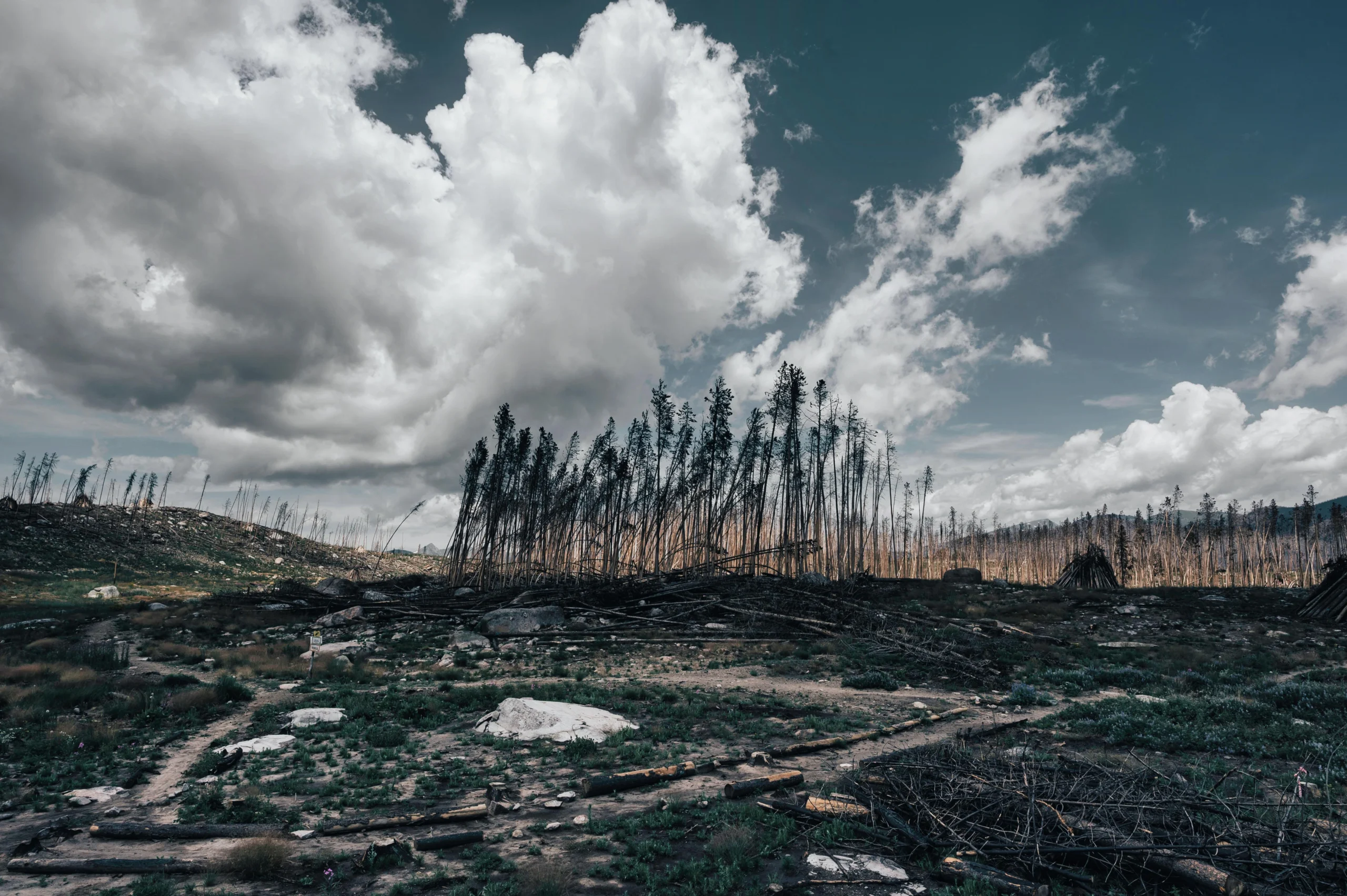 Burned forest landscape after wildfire with charred trees and barren ground under cloudy sky, illustrating environmental destruction and post-fire recovery scene