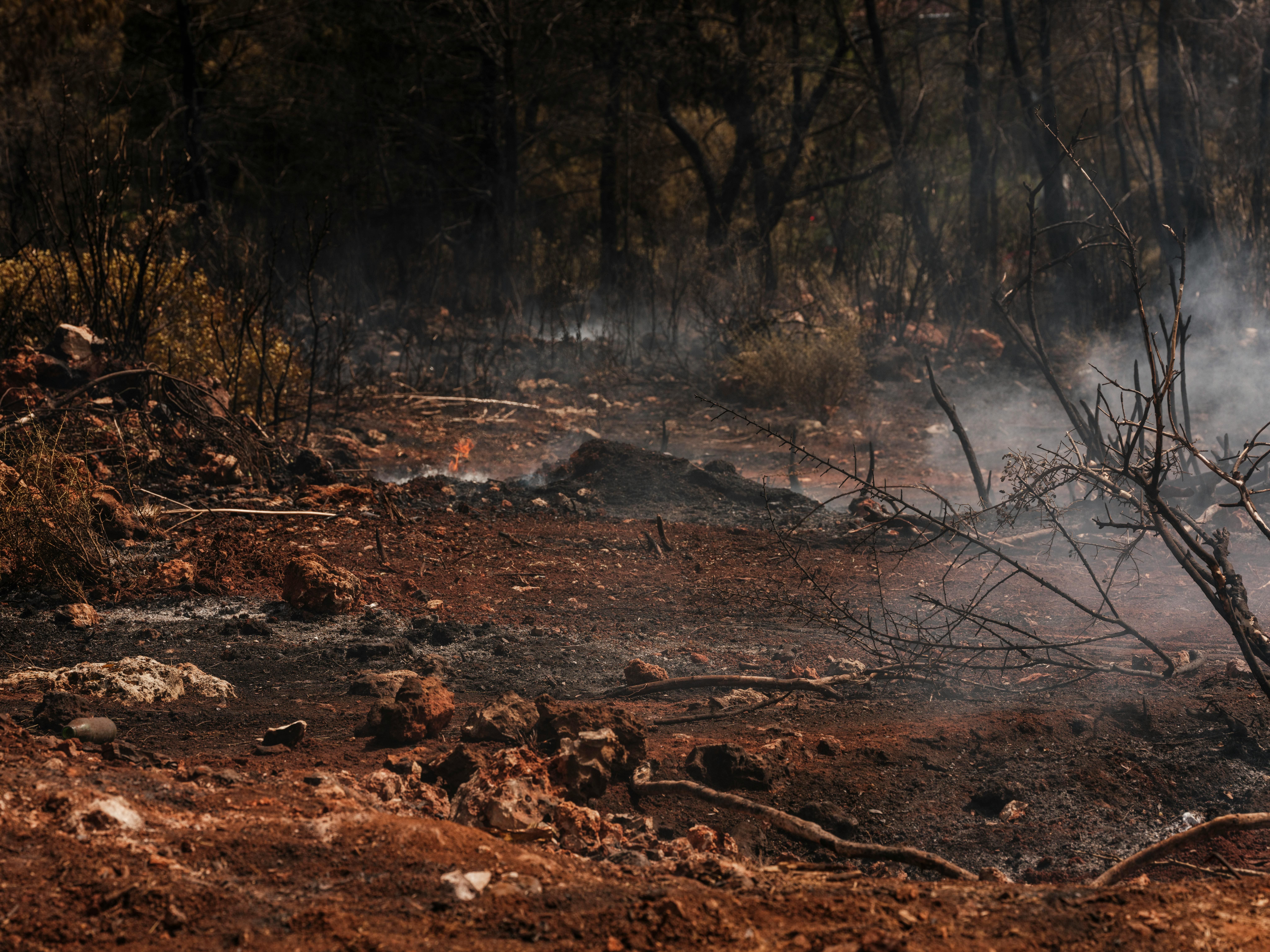 Burned forest floor with scorched earth, charred vegetation, and lingering smoke, representing wildfire aftermath, environmental damage, land restoration challenges, and post-fire recovery.